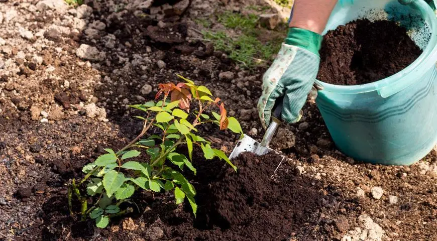 Transplanting roses: how and when is the best time to do it