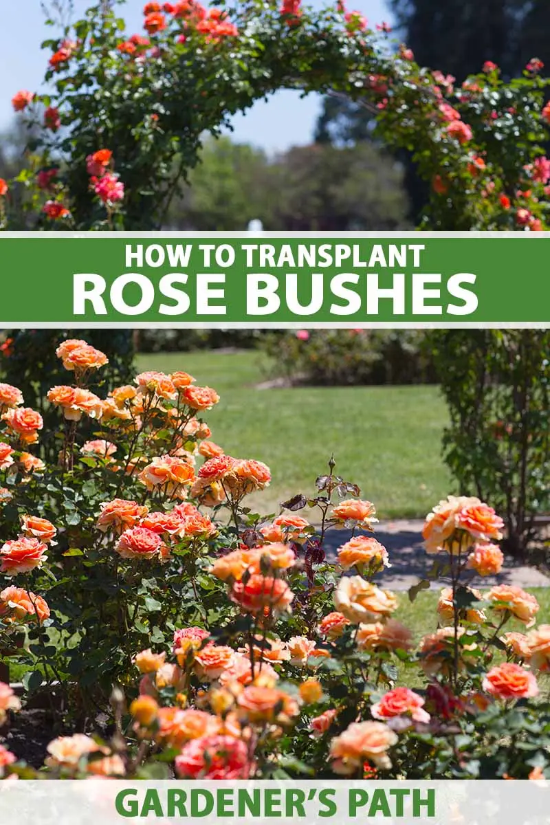 Transplanting roses: how and when is the best time to do it