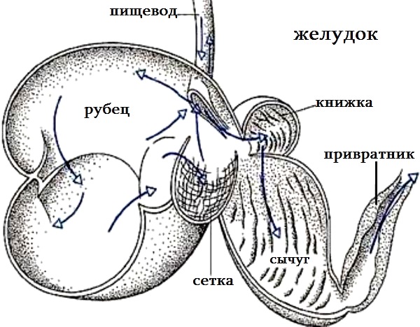 Traumatic pericarditis in animals: signs and treatment