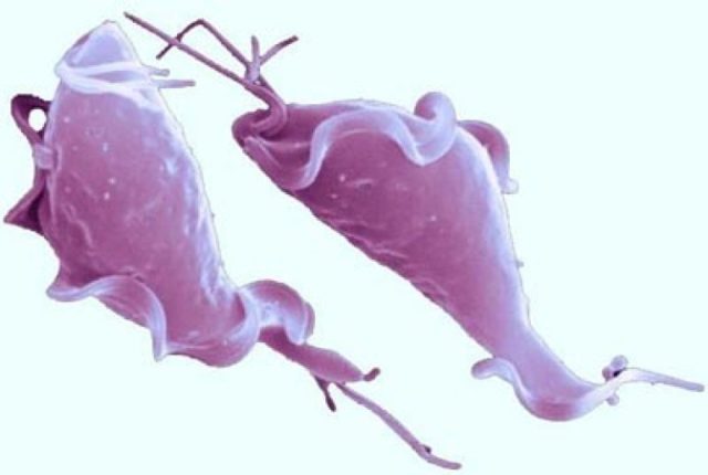 Treatment and testing for bovine trichomoniasis