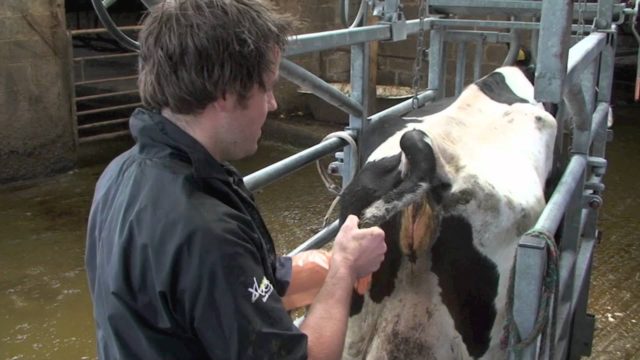 Treatment and testing for bovine trichomoniasis