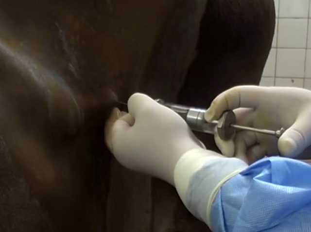 Treatment and testing for bovine trichomoniasis