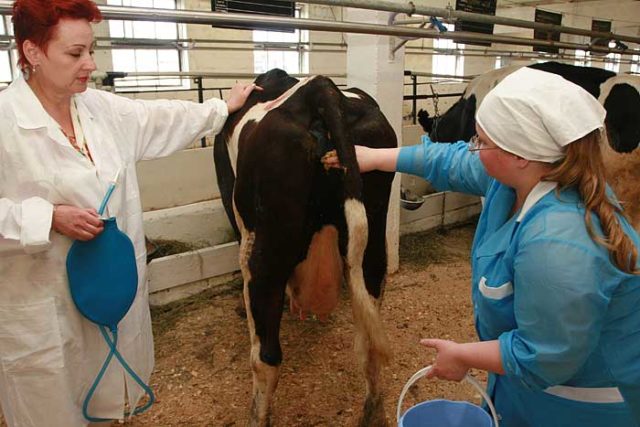 Treatment and testing for bovine trichomoniasis