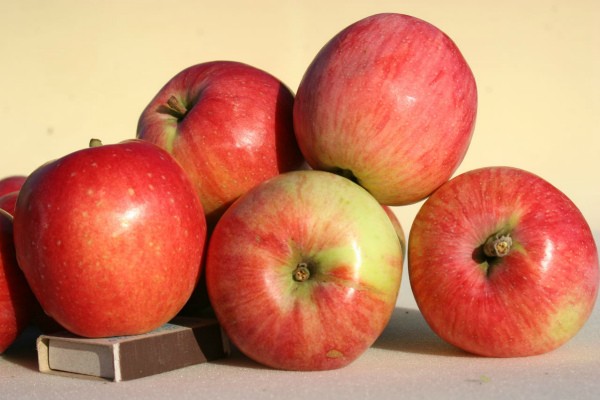 Treatment of apple trees from diseases and pests with effective means