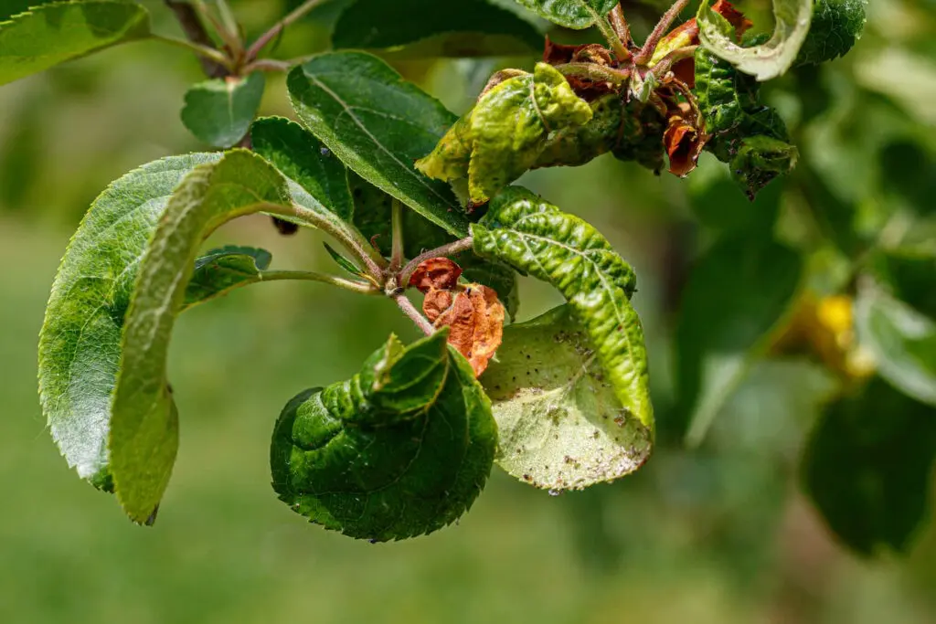 Treatment of apple trees from diseases and pests with effective means