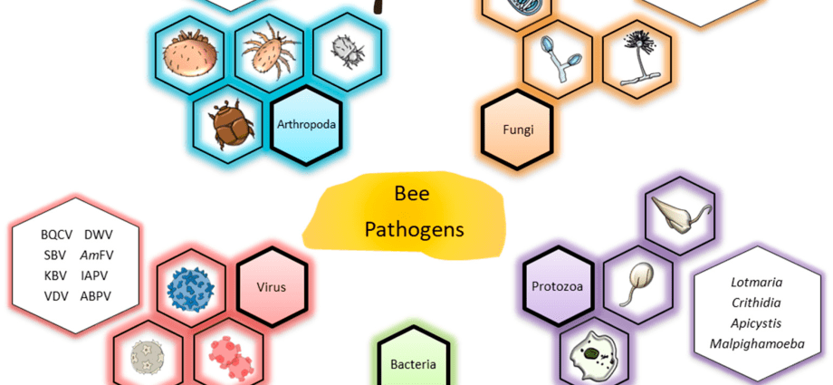 Treatment of aspergillosis in bees