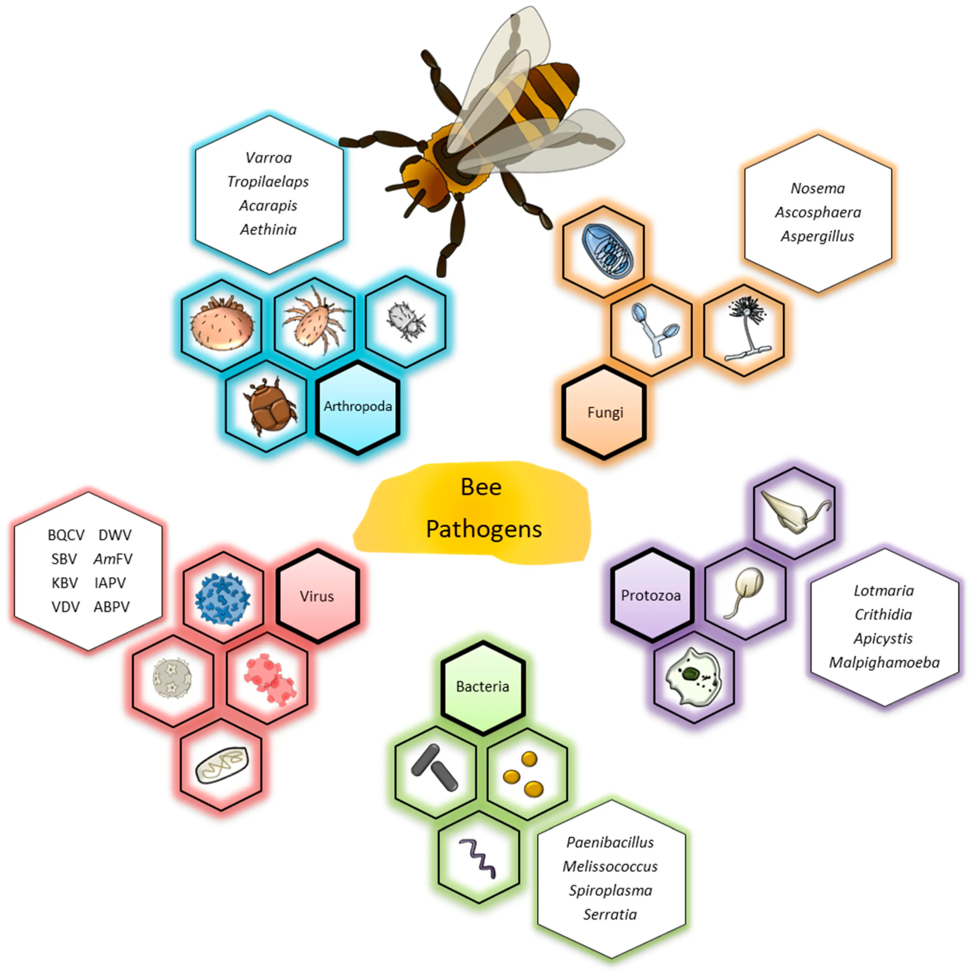 Treatment of aspergillosis in bees