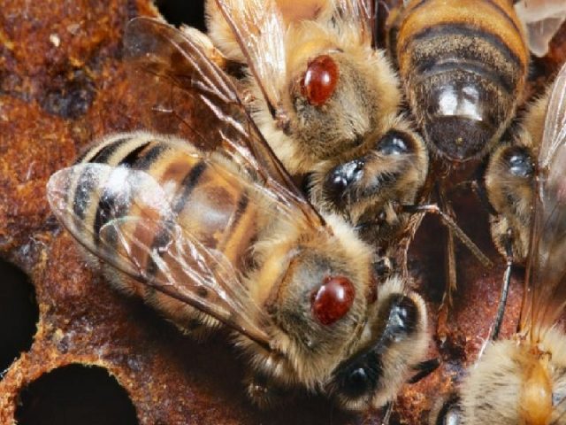 Treatment of bees with formic acid in autumn