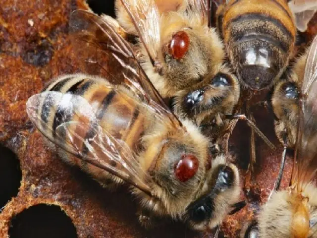 Treatment of bees with formic acid in autumn