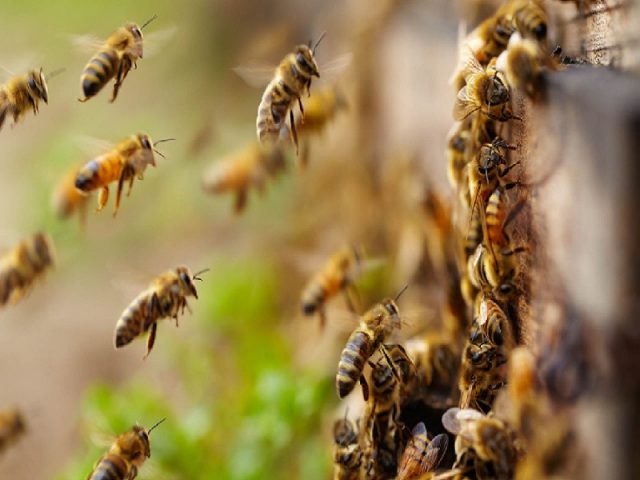 Treatment of bees with formic acid in autumn