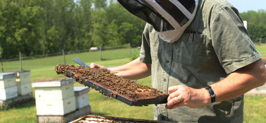 Treatment of bees with formic acid in autumn