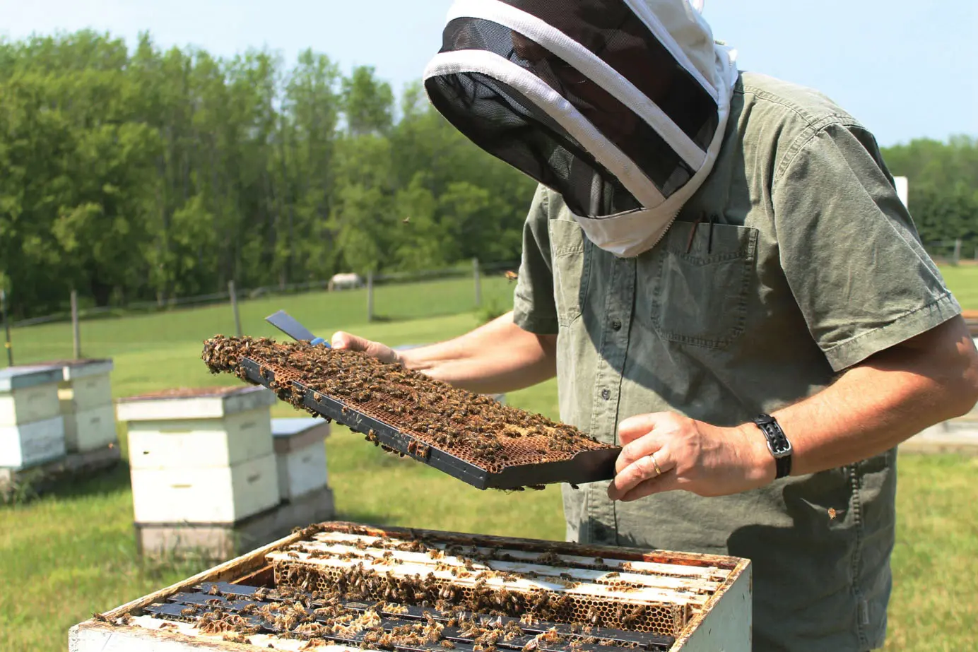 Treatment of bees with formic acid in autumn