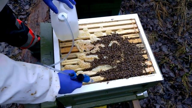 Treatment of bees with oxalic acid smoke gun