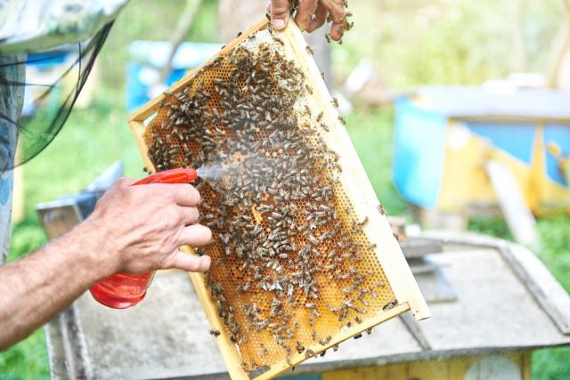 Treatment of bees with oxalic acid smoke gun