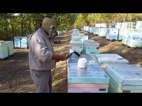 Treatment of bees with oxalic acid smoke gun