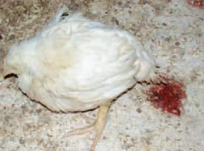 Treatment of bloody diarrhea in chickens