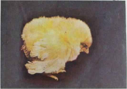 Treatment of bloody diarrhea in chickens