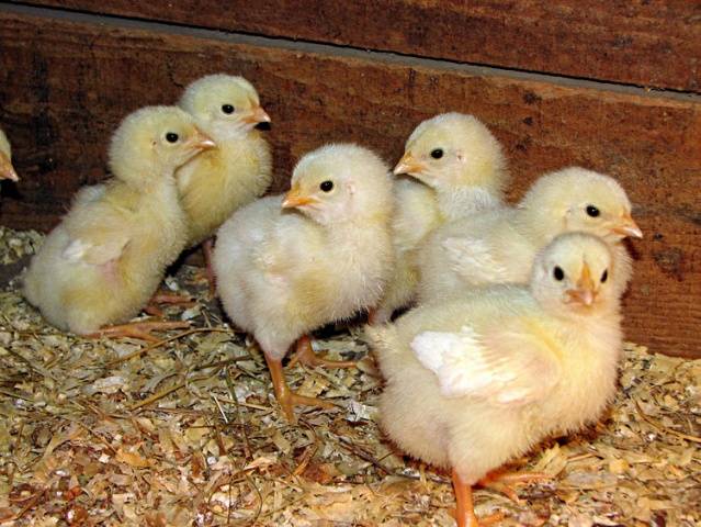 Treatment of bloody diarrhea in chickens