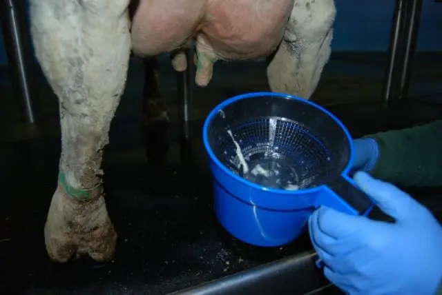 Treatment of catarrhal mastitis in cows