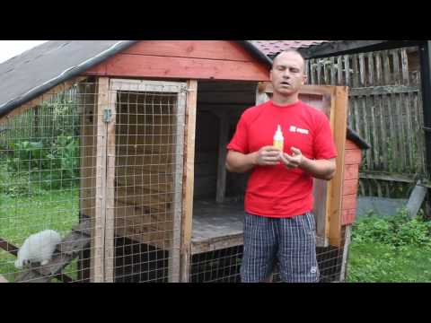 Treatment of chickens from parasites