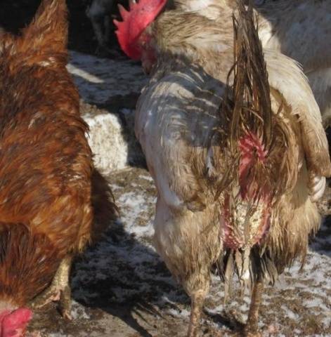 Treatment of chickens from parasites