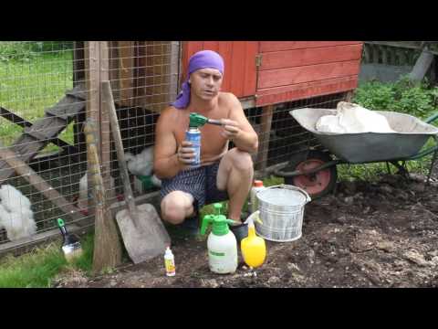 Treatment of chickens from parasites