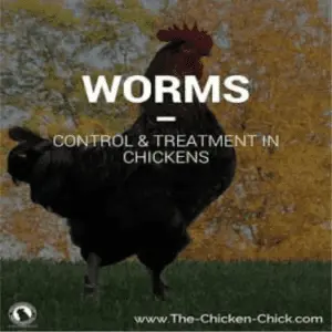 Treatment of chickens from parasites