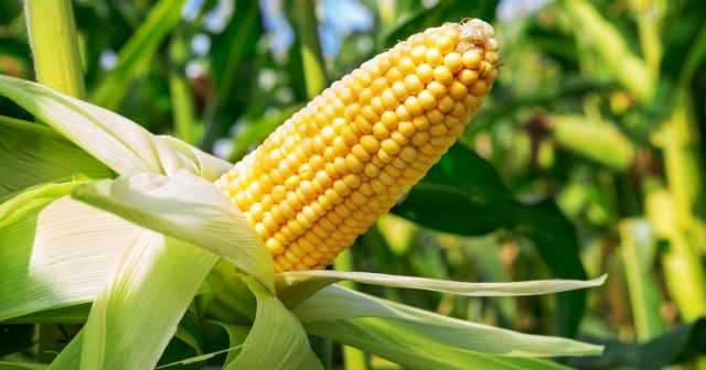 Treatment of corn with herbicides