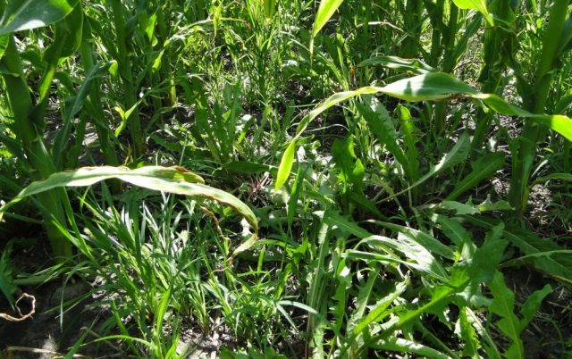 Treatment of corn with herbicides