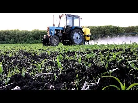 Treatment of corn with herbicides