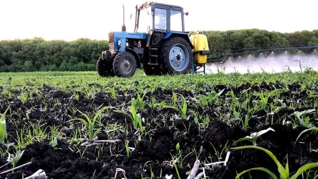 Treatment of corn with herbicides