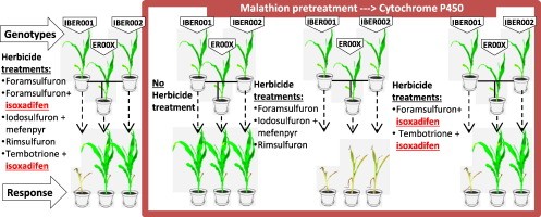 Treatment of corn with herbicides