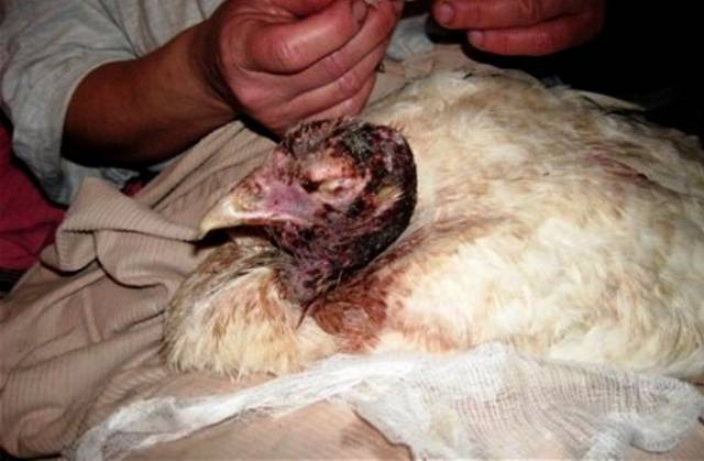 Treatment of diarrhea in chickens