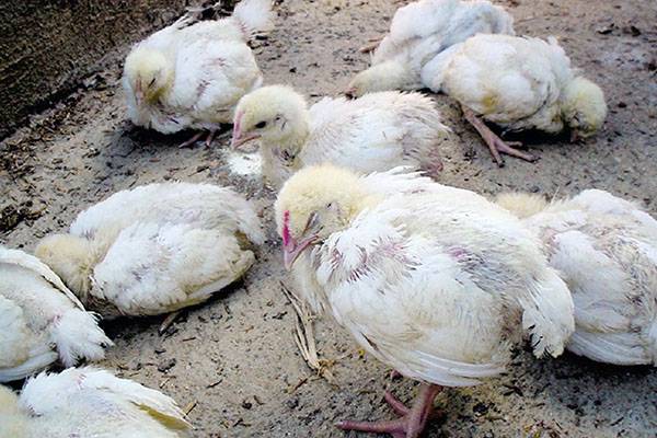 Treatment of diarrhea in chickens