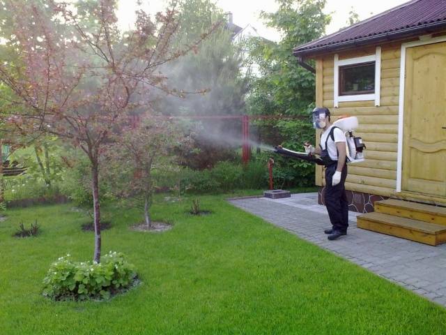 Treatment of fruit trees with copper sulphate in spring