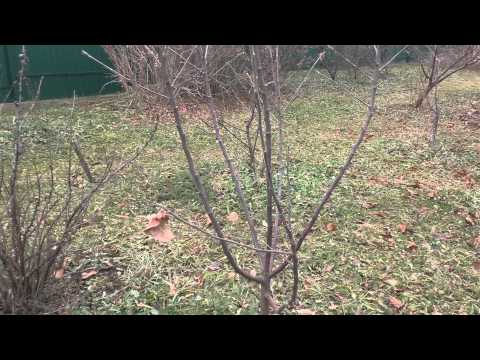 Treatment of fruit trees with copper sulphate in spring