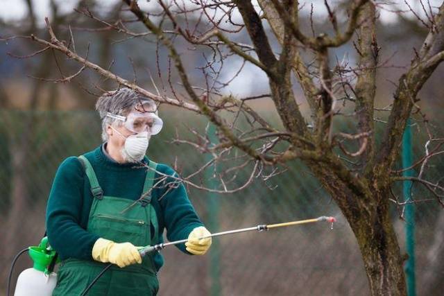 Treatment of fruit trees with copper sulphate in spring