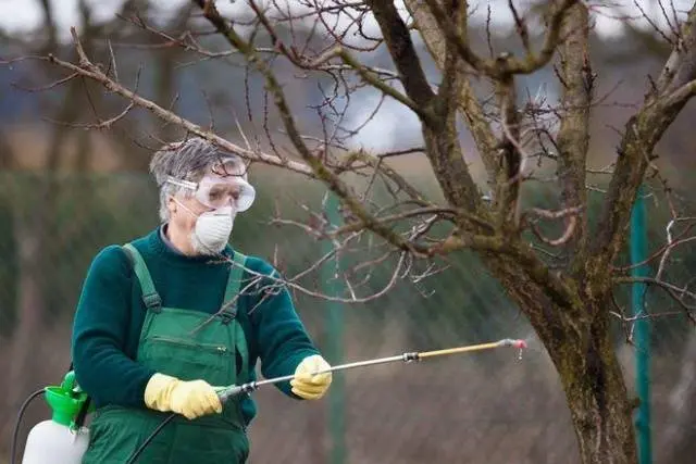 Treatment of fruit trees with copper sulphate in spring