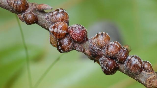 Treatment of fruit trees with copper sulphate in spring