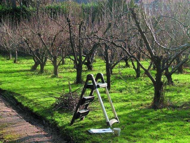 Treatment of fruit trees with copper sulphate in spring