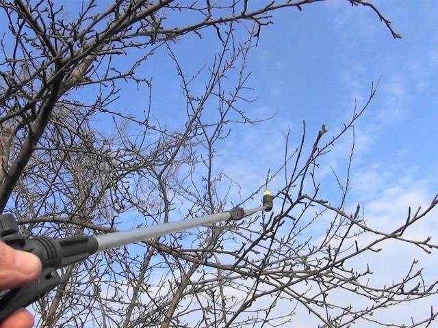 Treatment of fruit trees with copper sulphate in spring