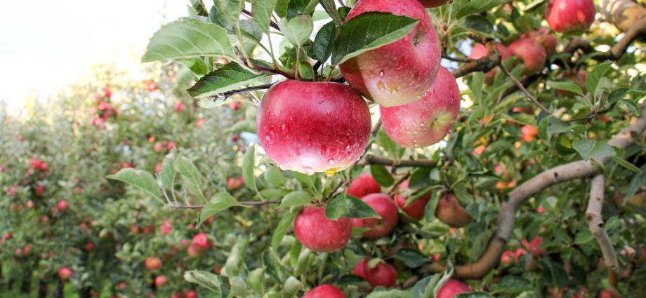 Treatment of fruit trees with copper sulphate in spring