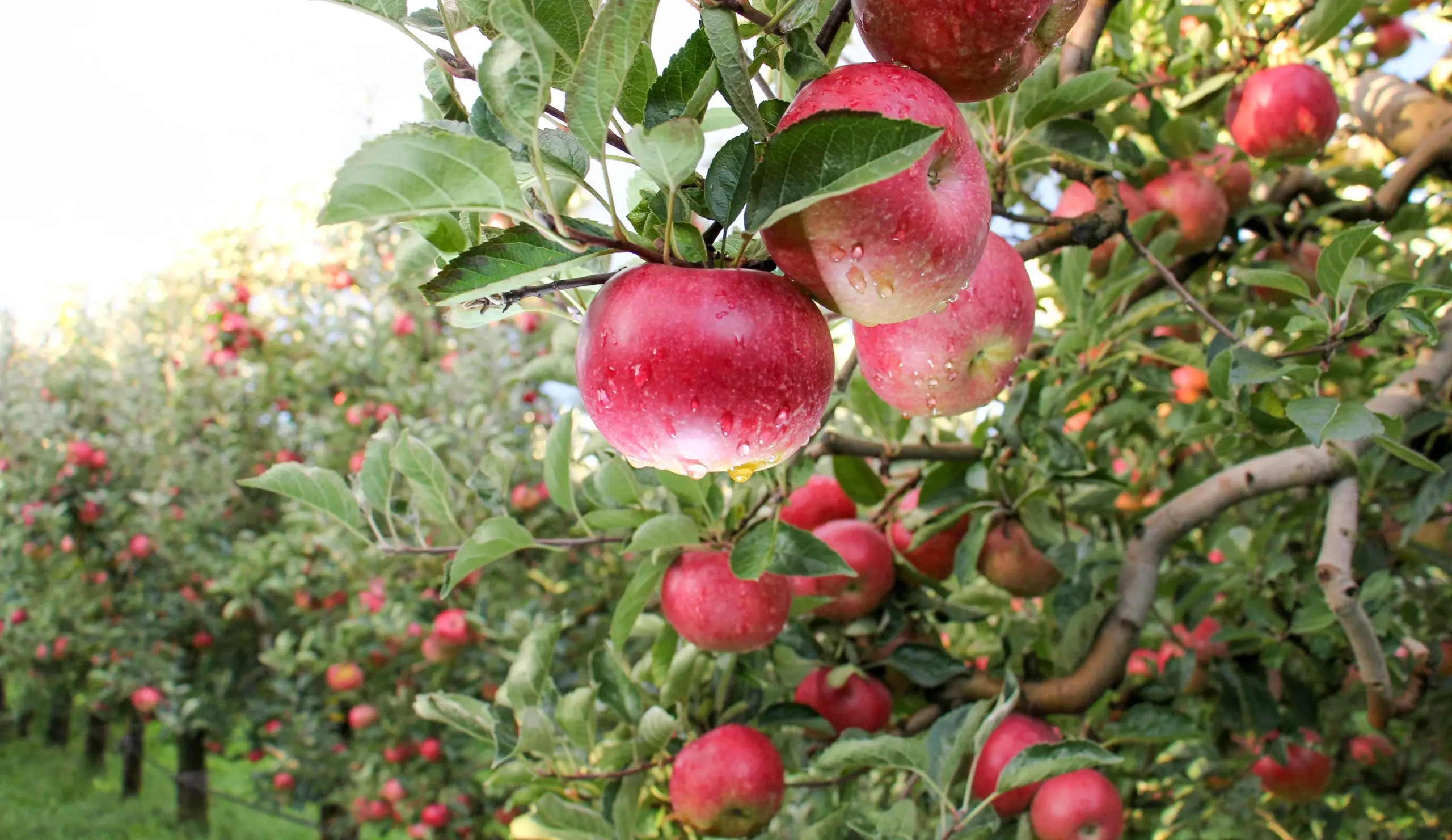 Treatment of fruit trees with copper sulphate in spring