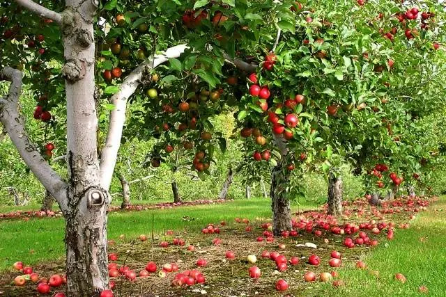 Treatment of fruit trees with urea