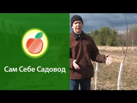 Treatment of fruit trees with urea