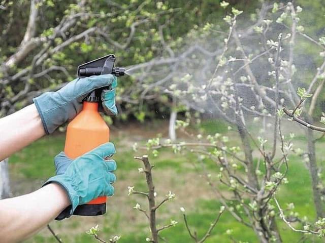 Treatment of fruit trees with urea