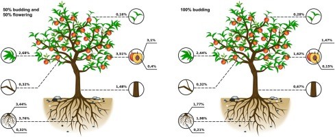 Treatment of fruit trees with urea