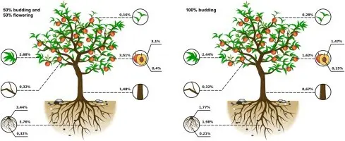 Treatment of fruit trees with urea