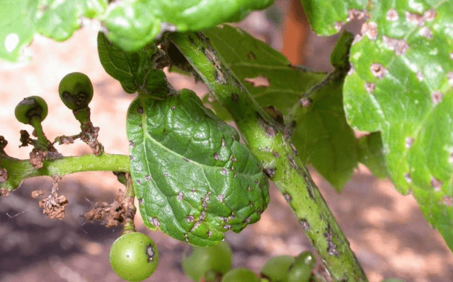 Treatment of grape anthracnose