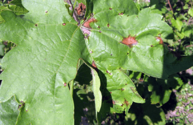 Treatment of grape anthracnose